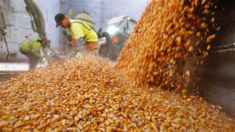 Se Aceleran Las Ventas De Maiz Ante Los Buenos Precios Internacionales Agritotal