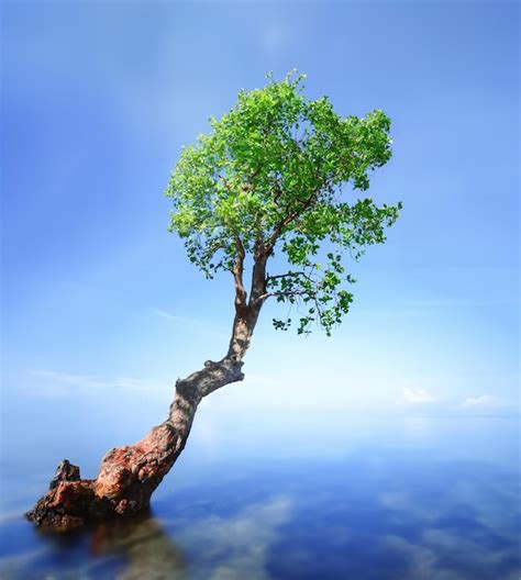 Rbol De Mangle En El Mar En El Cielo Azul Foto Premium