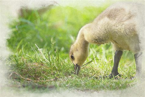 Digital Watercolour Painting Of Baby Branta Canadensis Canada Goose