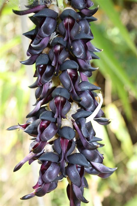 Mucuna pruriens - Wikipedia
