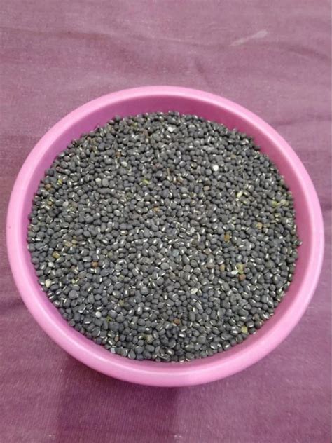 Black Kali Urad Seed Maharashtra High In Protein At Rs Kg In Solapur