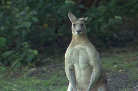 Giant Kangaroo With Massive Pecs On The Loose In Australia Daily Star