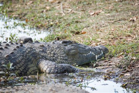 280+ Crocodile South Africa Nile River Stock Photos, Pictures & Royalty ...