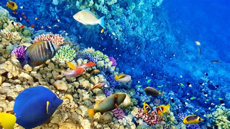 Coral Reef Wallpapers (80 images) - WallpaperCosmos