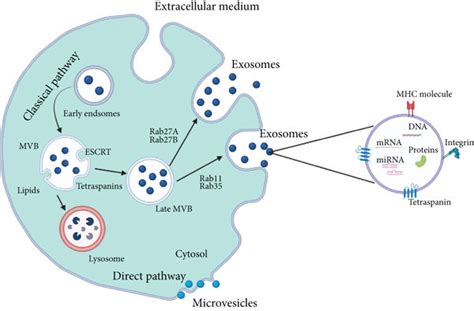 Schematic Illustration Of The Various Pathways Involved In Exosome