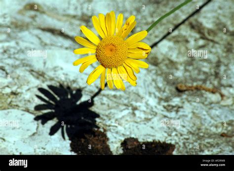 Yellow Camomille Anthemis Tinctoria Also Called Golden Marguerite Or