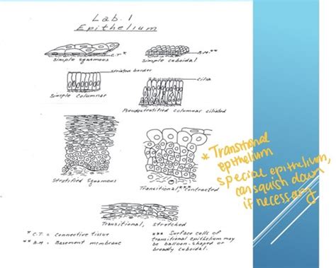 Lecture Epithelium Flashcards Quizlet