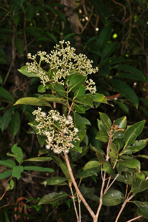 Syzygium Plant15 Myrtaceae Image 82244 At PhytoImages Siu Edu