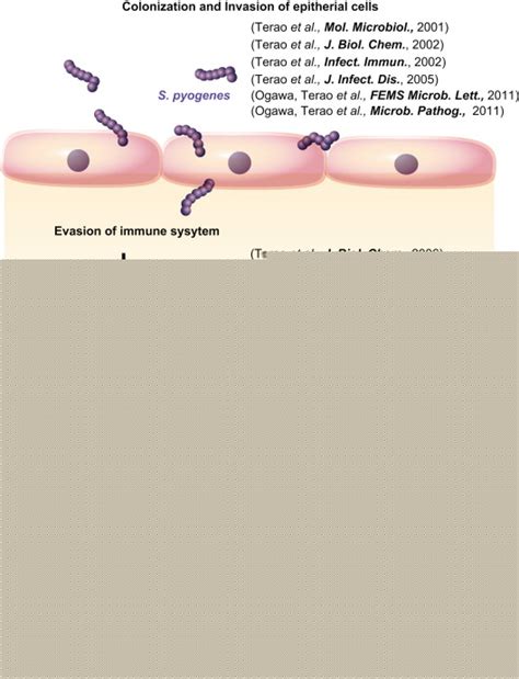 Proposed Pathogenesis Of Severe Streptococcus Pyogenes Infection Download Scientific Diagram