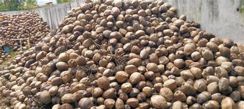 Coconut In Chittoor Latest Price Mandi Rates From Dealers In Chittoor