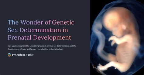 The Wonder Of Genetic Sex Determination In Prenatal Development