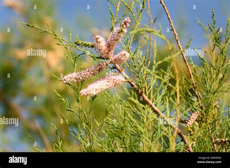 Tamarix tree branch with pink flowers on blue sky backgrounds Stock ...