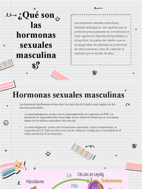 Hormonas Sexuales Masculinas Pdf