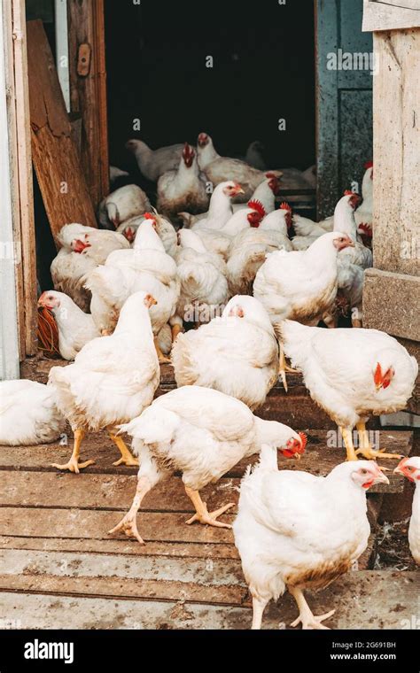 Ferme de poulets de chair Banque de photographies et dimages à haute