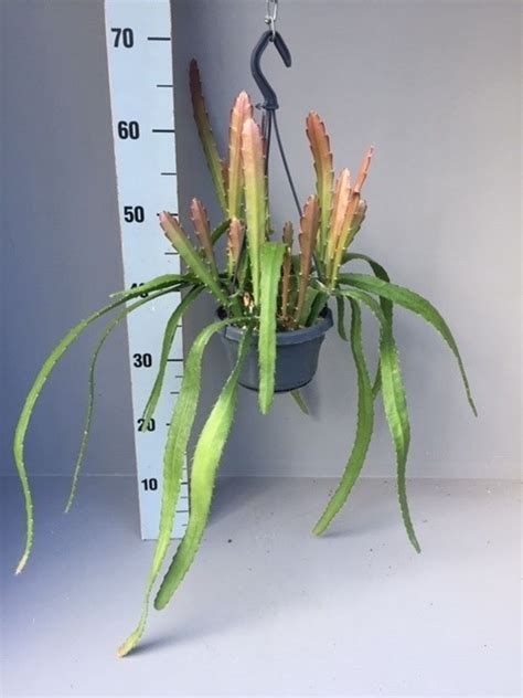 Epiphyllum Anguliger Red Tip — Plant Wholesale Floraccess