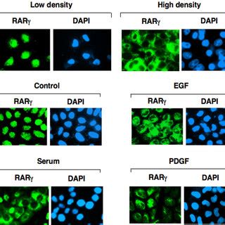 Regulation Of Intracellular Localization Of RAR By Cell Density Serum