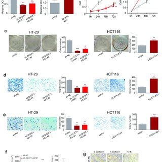 LncRNA DCST1 AS1 Silencing Inhibits Cell Growth Invasion And