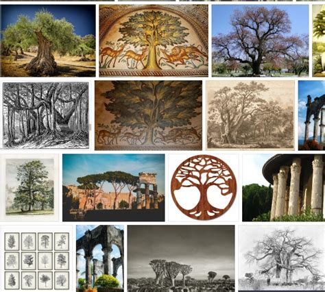 Trees of Antiquity - Reviews & Comments 2021 | Tree Types