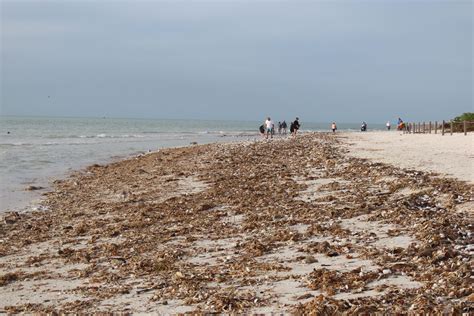 Scientists Record Wildlife Impacts due to Red Tide | Sanibel-Captiva ...