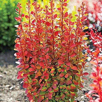 Berberis Thunbergii Orange Rocket Epine Vinette