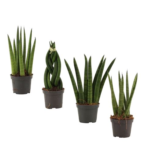 Sansevieria Cylindrica MIX Plant Wholesale FlorAccess