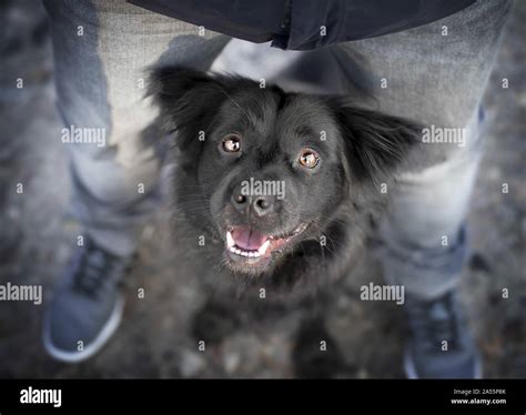 All Black Border Collie Mix