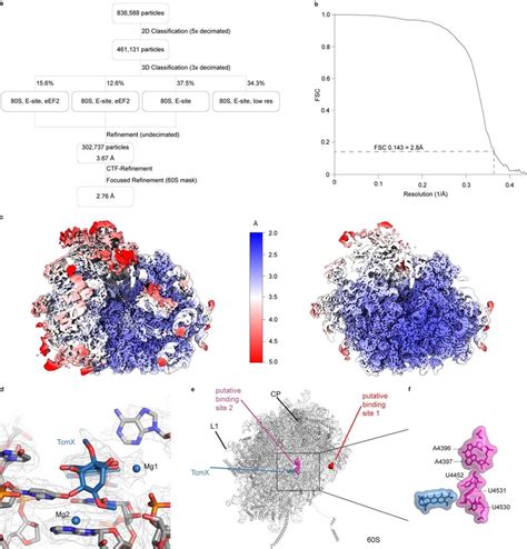 Processing And Analysis Of H Sapiens Tcmx Cryo Em Structure A Sorting Download Scientific