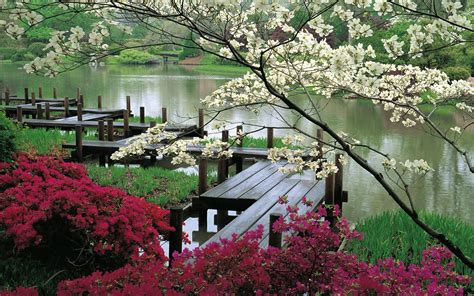 1920x1200 Bridge Branches Flowering Garden Centuries Boards