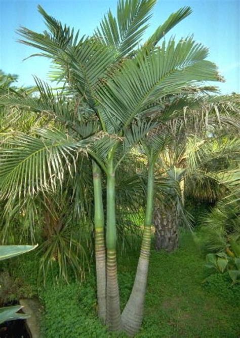 Palm Tree Varieties Common And Latin Names Palm Trees Landscaping