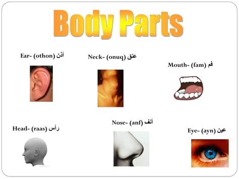 Ppt Body Parts Powerpoint Presentation Free Download Id6278439