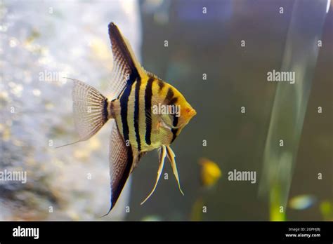 Pterophyllum Altum Also Referred To As The Altum Angelfish Deep