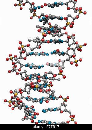 Dna Molecules Computer Illustration Three Models Representing The