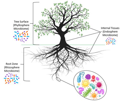 Forestry Why Should We Study Microbiomes In Forestry Teagasc