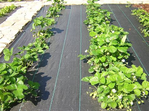 Lutter efficacement contre les mauvaises herbes bâches anti herbe