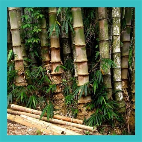 Jual Bibit Tanaman Bambu Petung Betung Bambu Raksasa Bambu Rebung