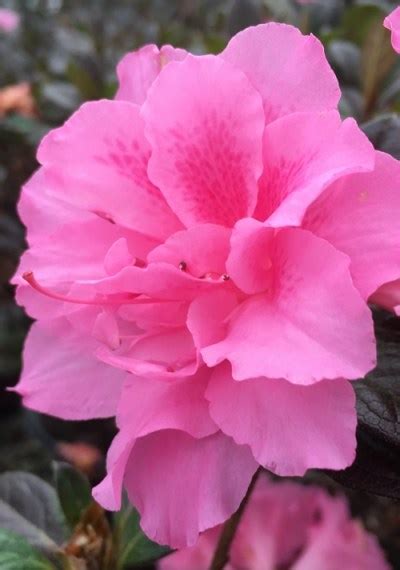 Growing The Autumn Carnation Encore Azalea Rhododendron Hybrid Roblec