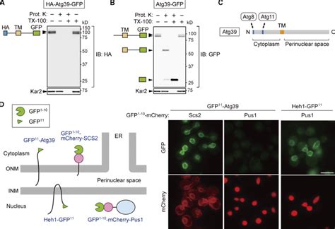 Atg39 Accumulates At NE Protrusions Upon Nucleophagy Induction A