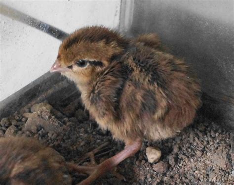 Helping To Raise Quail For Release Ceed