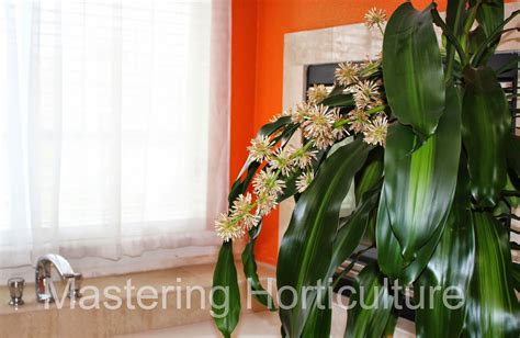 Mastering Horticulture Fortune Plant Dracaena Fragrans