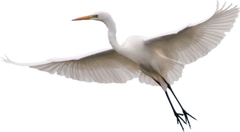 Egret Png Hd Transparent Egret Hdpng Images Pluspng