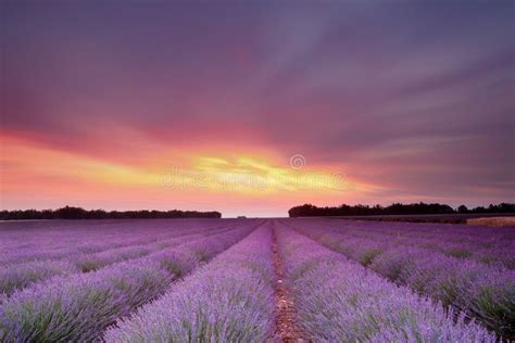 Lavender sunset stock image. Image of beautiful, france - 15553451