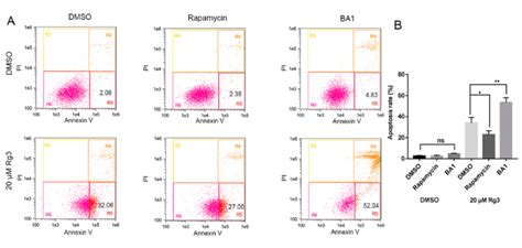 Apoptosis Induced By S Grg Is Associated With Autophagy A Flow