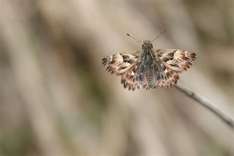 Mallow Skipper Carcharodus Alceae Montes Universales Flickr