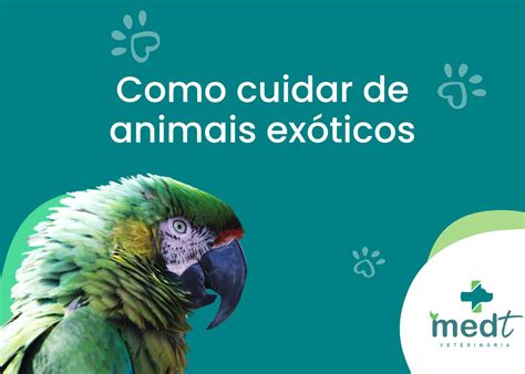 Instituição Que Cuida De Animais E Os Exibe - Como cuidar de animais exóticos - Clínica Vet em Sorocaba