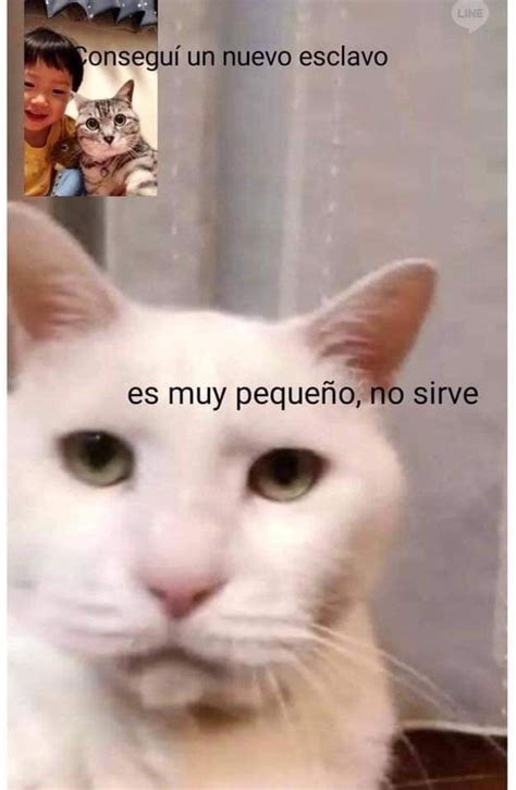 Pin De Yessy Maa En Gatitos Memes Divertidos Humor Divertido Sobre