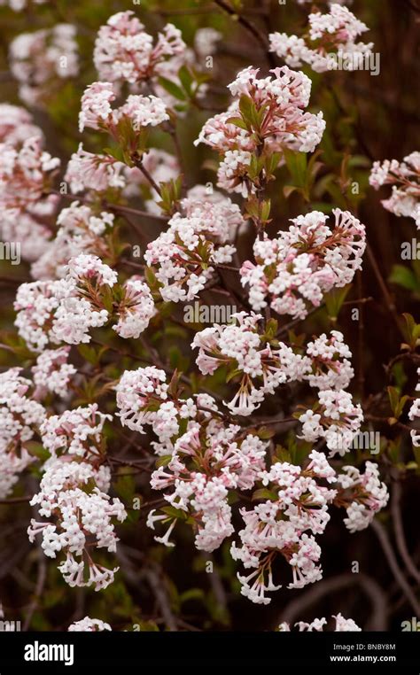 Fragrant Viburnum Viburnum Farreri Nanum Caprifoliaceae Stock Photo