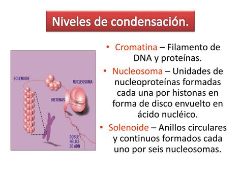 Ppt Empaquetamiento Del Dna Powerpoint Presentation Free Download Id2301533