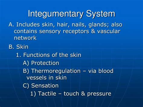 Ppt Integumentary System Powerpoint Presentation Free Download Id