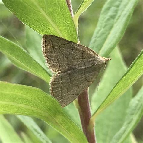 Zanclognatha Pedipilalis BugGuide Net