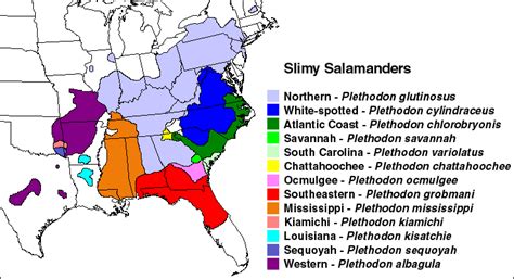 Slimy Salamander